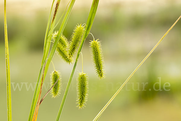 Scheinzypergras-Segge (Carex pseudocyperus)