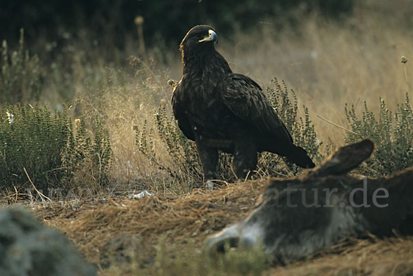 Schelladler (Aquila clanga)