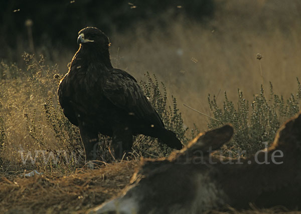 Schelladler (Aquila clanga)