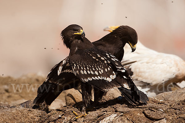 Schelladler (Aquila clanga)