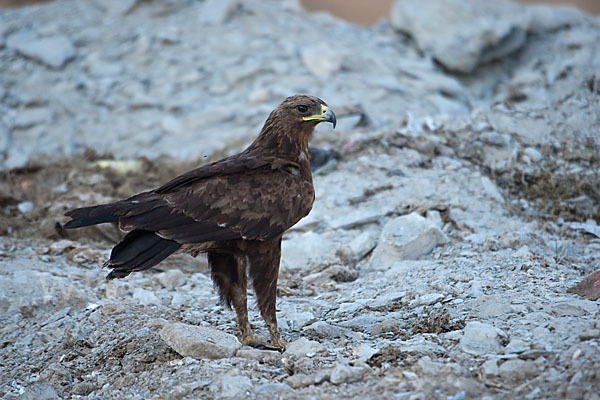 Schelladler (Aquila clanga)