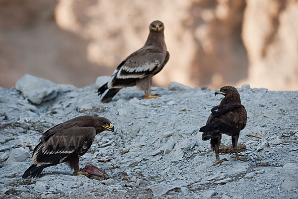 Schelladler (Aquila clanga)