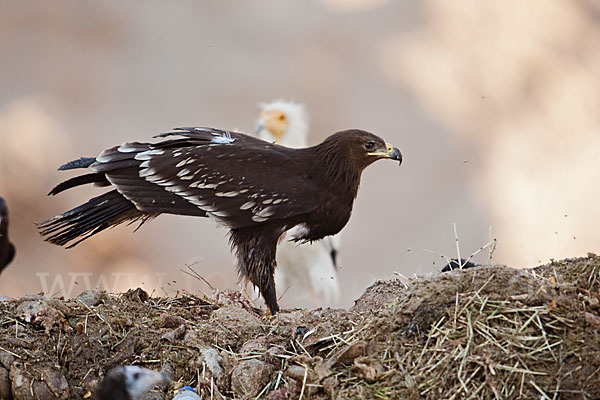 Schelladler (Aquila clanga)