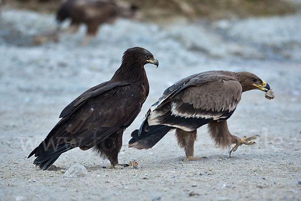 Schelladler (Aquila clanga)