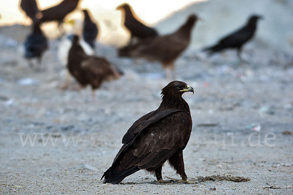 Schelladler (Aquila clanga)