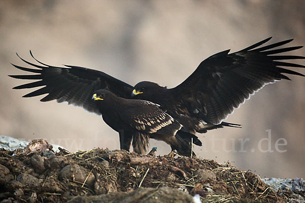 Schelladler (Aquila clanga)