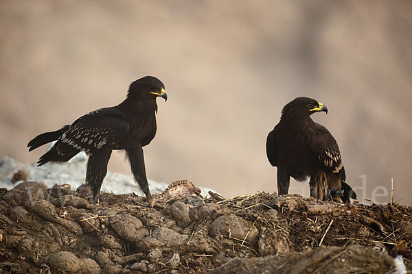 Schelladler (Aquila clanga)