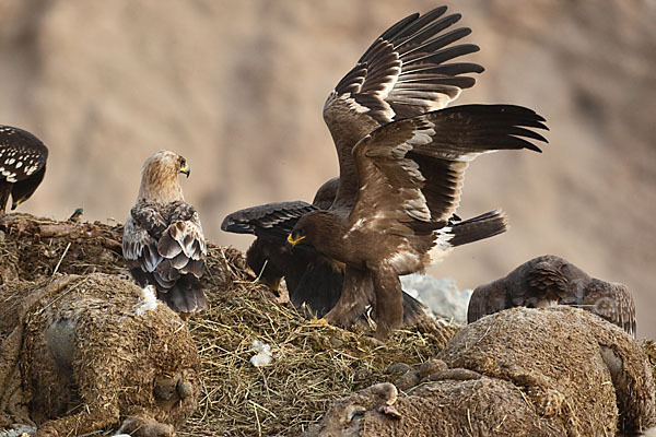 Schelladler (Aquila clanga)