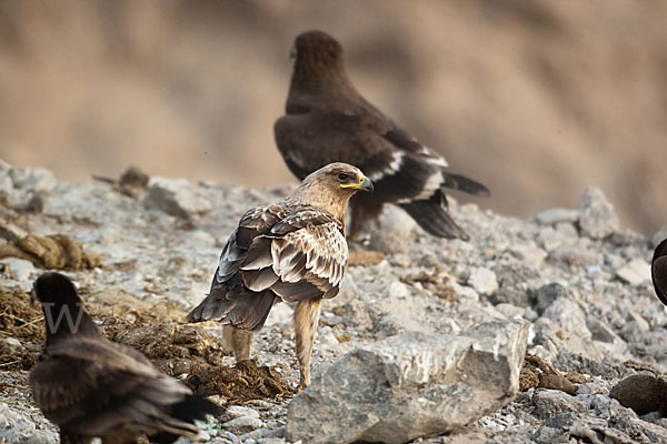 Schelladler (Aquila clanga)