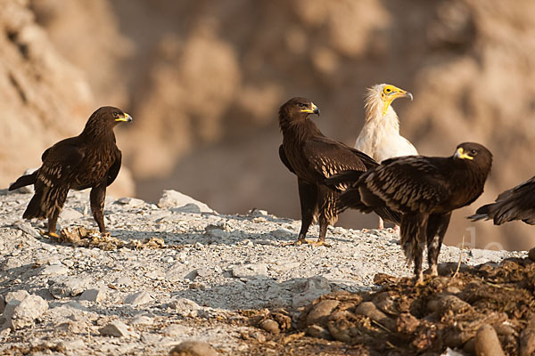 Schelladler (Aquila clanga)