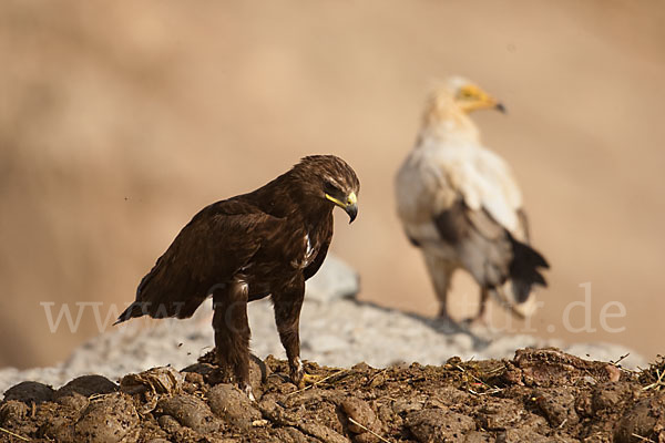 Schelladler (Aquila clanga)