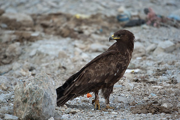 Schelladler (Aquila clanga)