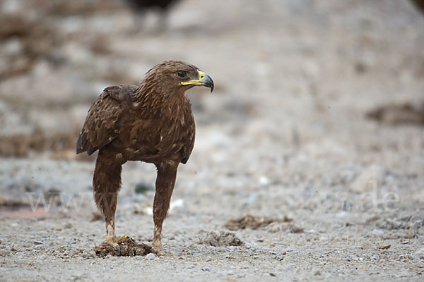 Schelladler (Aquila clanga)