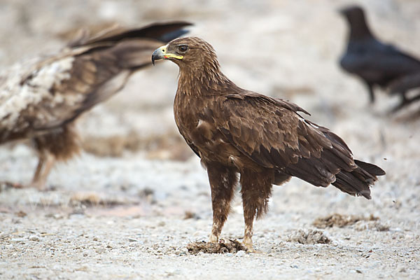 Schelladler (Aquila clanga)