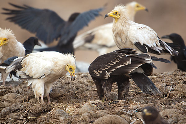 Schelladler (Aquila clanga)