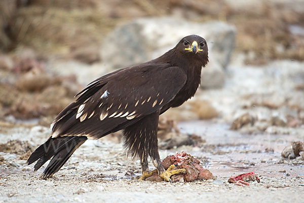 Schelladler (Aquila clanga)