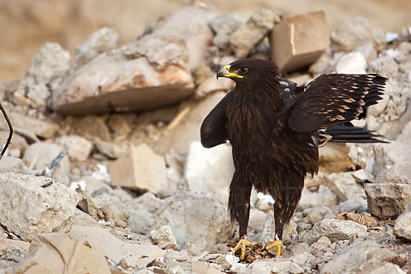 Schelladler (Aquila clanga)