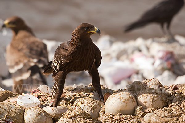 Schelladler (Aquila clanga)