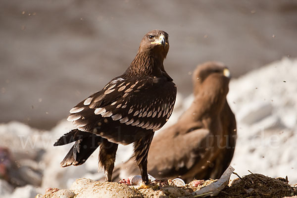 Schelladler (Aquila clanga)