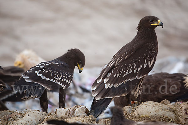 Schelladler (Aquila clanga)