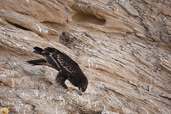 Schelladler (Aquila clanga)