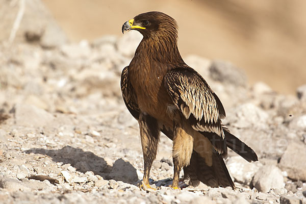 Schelladler (Aquila clanga)