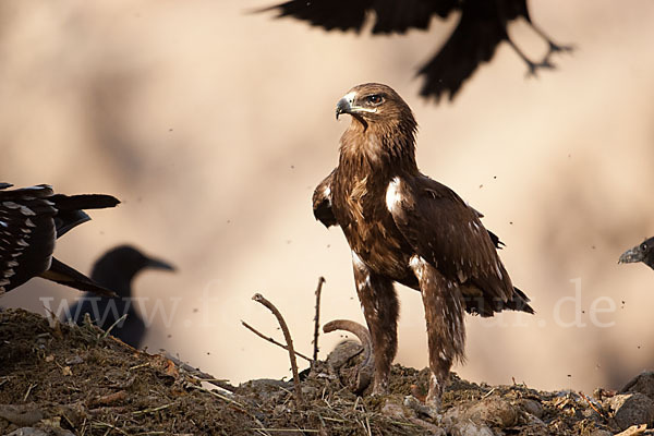 Schelladler (Aquila clanga)