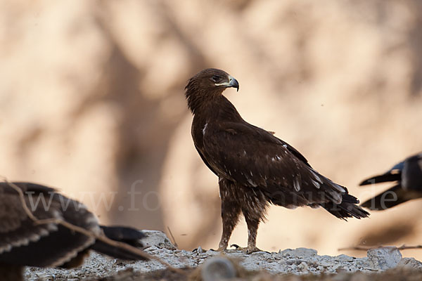 Schelladler (Aquila clanga)