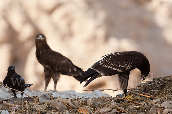 Schelladler (Aquila clanga)