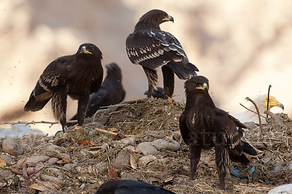 Schelladler (Aquila clanga)