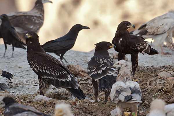 Schelladler (Aquila clanga)