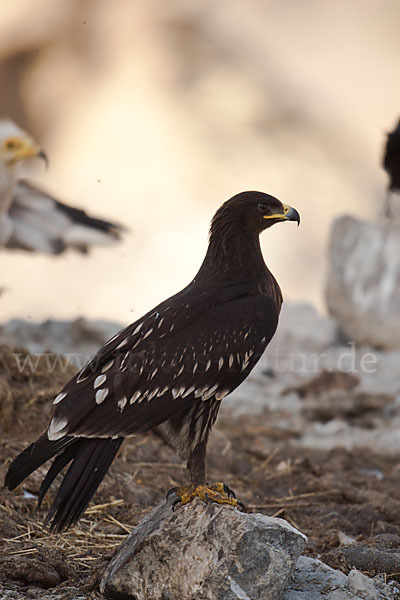 Schelladler (Aquila clanga)