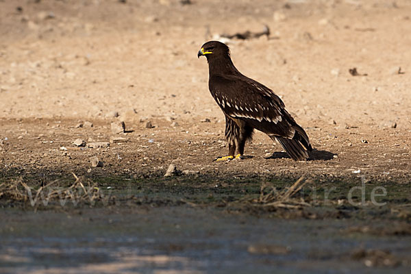 Schelladler (Aquila clanga)