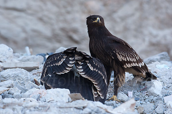 Schelladler (Aquila clanga)