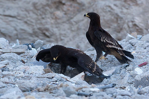 Schelladler (Aquila clanga)