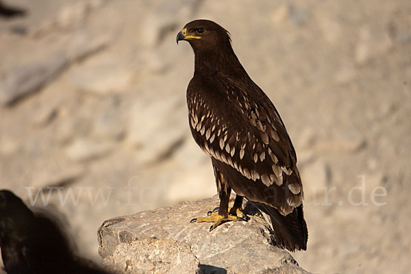 Schelladler (Aquila clanga)