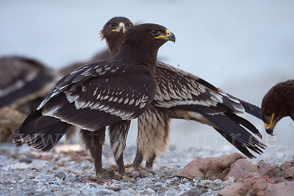 Schelladler (Aquila clanga)