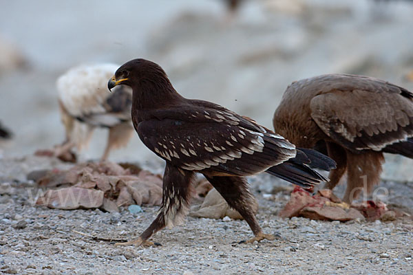 Schelladler (Aquila clanga)