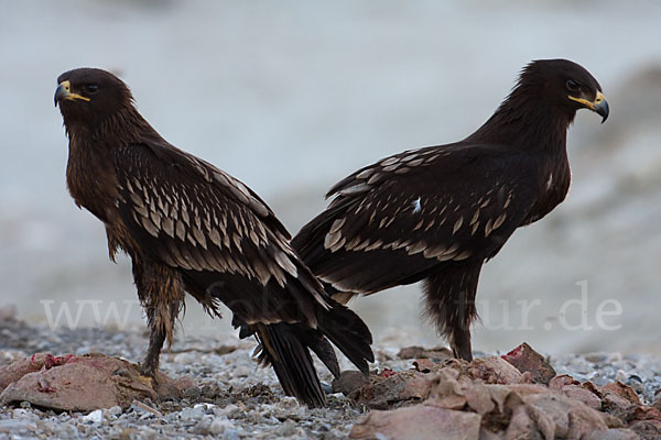 Schelladler (Aquila clanga)