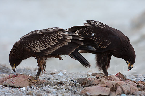 Schelladler (Aquila clanga)