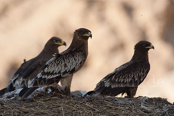 Schelladler (Aquila clanga)