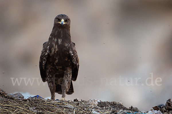 Schelladler (Aquila clanga)