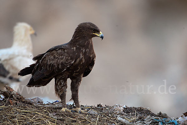 Schelladler (Aquila clanga)