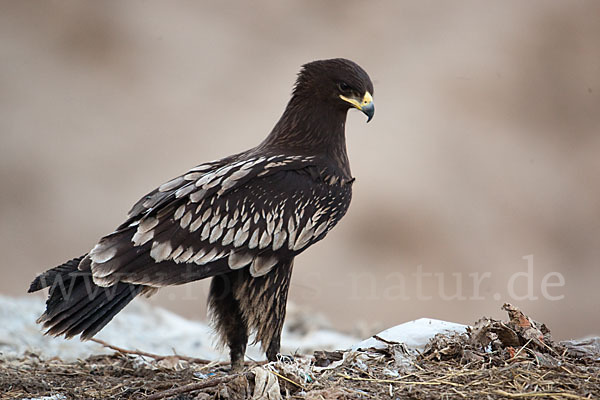 Schelladler (Aquila clanga)