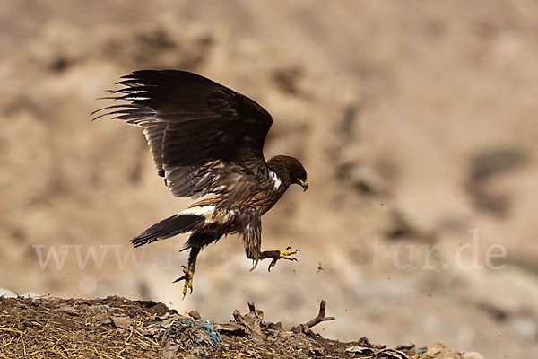 Schelladler (Aquila clanga)