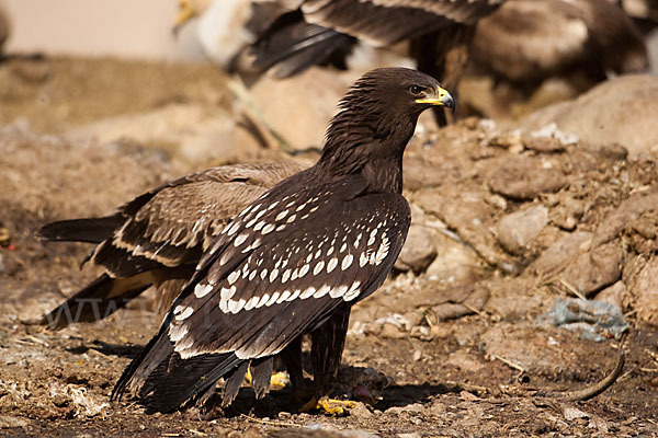 Schelladler (Aquila clanga)