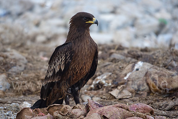 Schelladler (Aquila clanga)