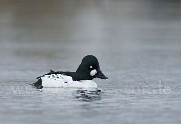 Schellente (Bucephala clangula)