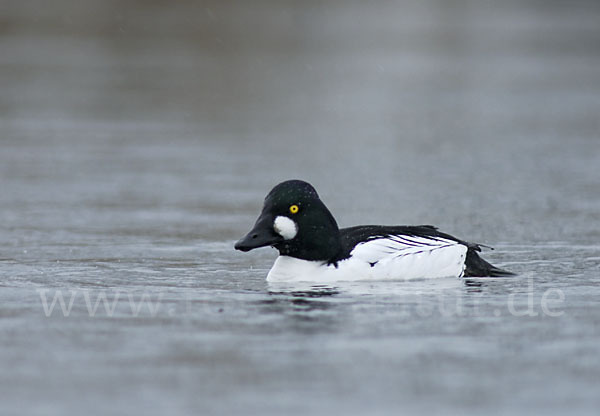 Schellente (Bucephala clangula)