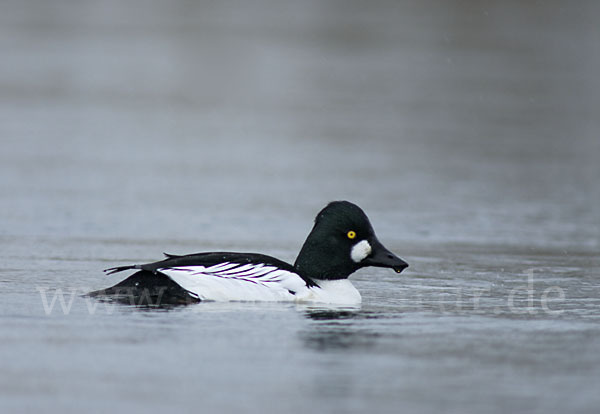 Schellente (Bucephala clangula)